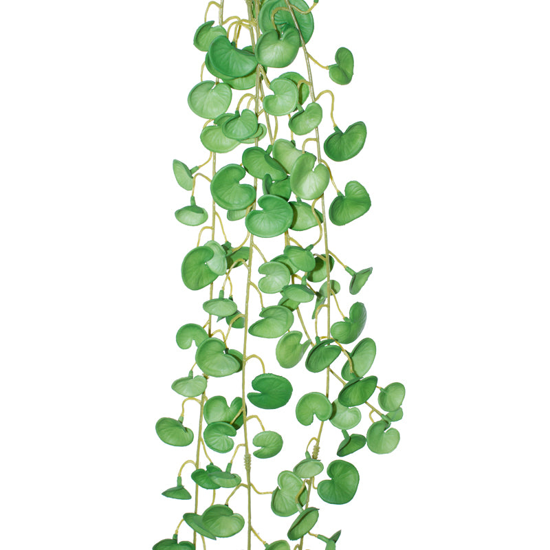 Coin Leaf Green Hanging Plant 90C