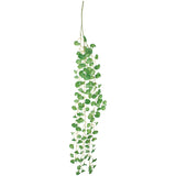 Coin Leaf Green Hanging Plant 90C - Image 2