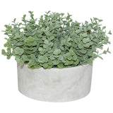 Succulent In Pot 15Cm             - Image 2