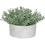 Succulent In Pot 15Cm            