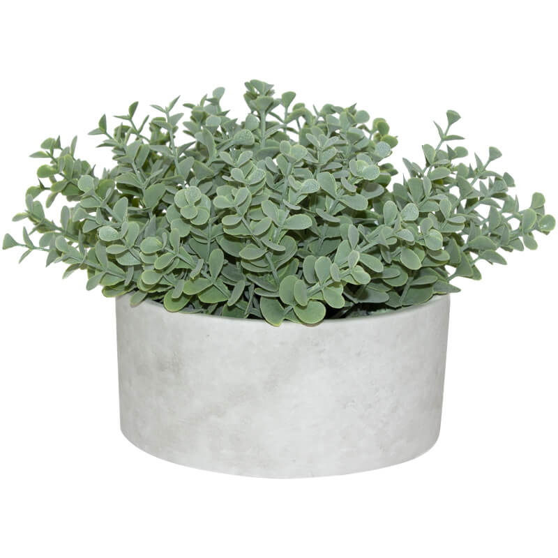 Succulent In Pot 15Cm            