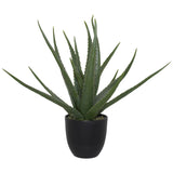 Aloe In Pot 47Cm                 