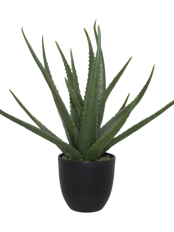 Aloe In Pot 47Cm                 