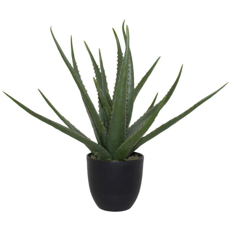 Aloe In Pot 47Cm                 