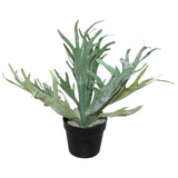 Staghorn In Pot 45Cm              - Image 2