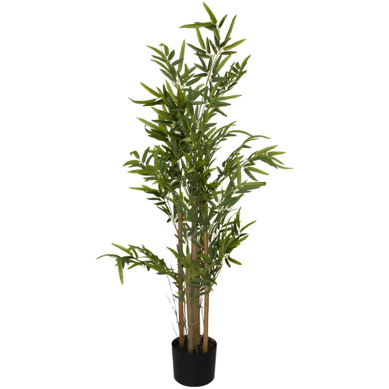 Bamboo Tree In Pot 1.2M          