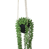 Hanging Donkey Tail In Pot 60Cm   - Image 3