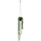 Hanging Donkey Tail In Pot 60Cm   - Image 2