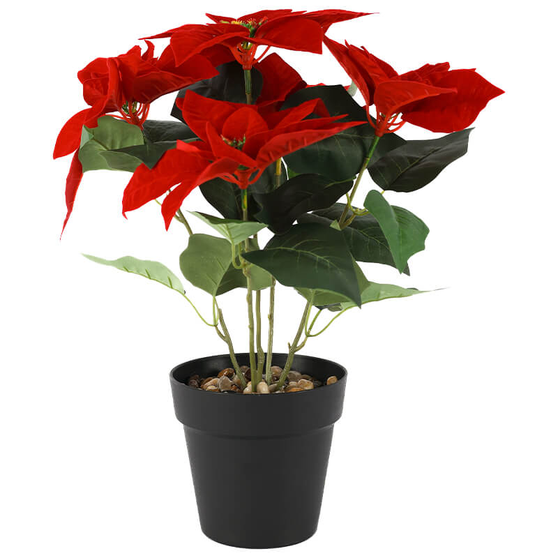Poinsettia In Pot 41Cm           