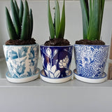 Paros Planter Mixed 11Cm Tray     - Image 5