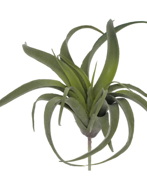 Air Plant 35X33Cm                