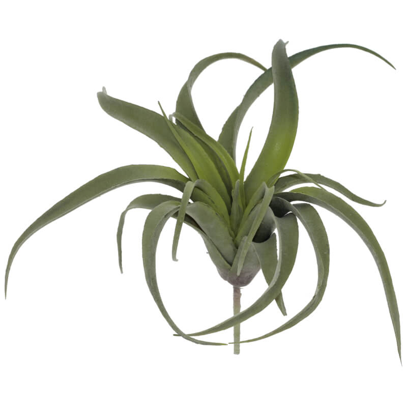 Air Plant 35X33Cm                