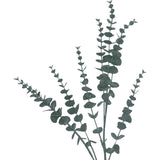 Eucalyptus Branch 76Cm            - Image 3