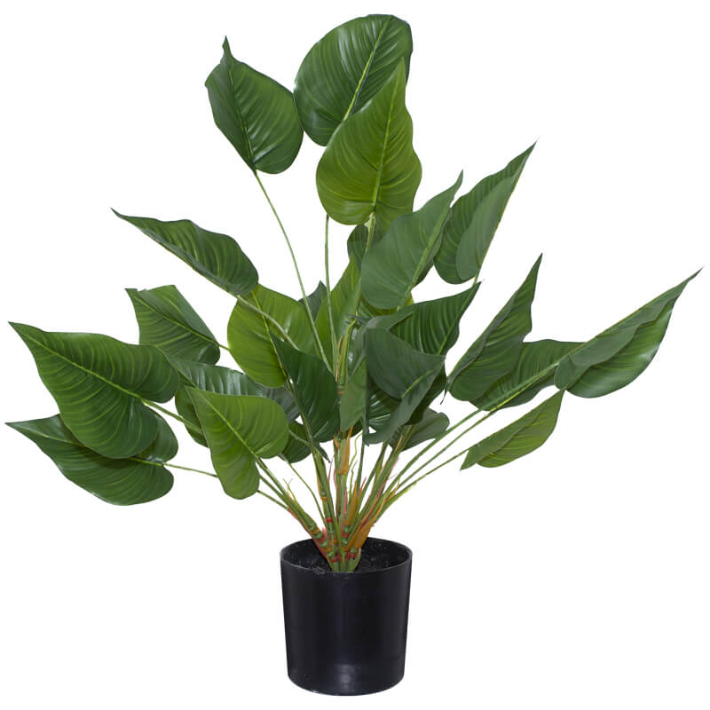Elephant Ear Plant 65Cm          