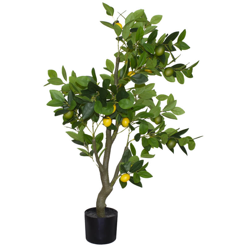 Lemon Tree 1.2M                  