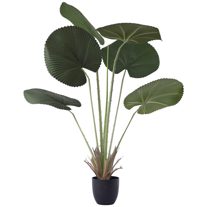 Fan Leaf Palm 120Cm              