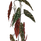 Polka Dot Hanging Begonia 110Cm  