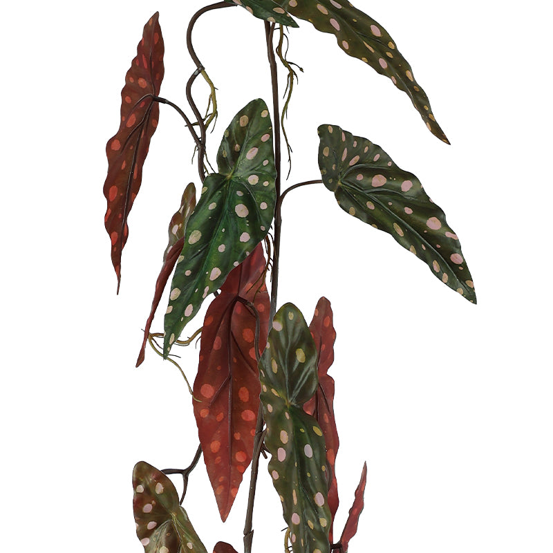 Polka Dot Hanging Begonia 110Cm  