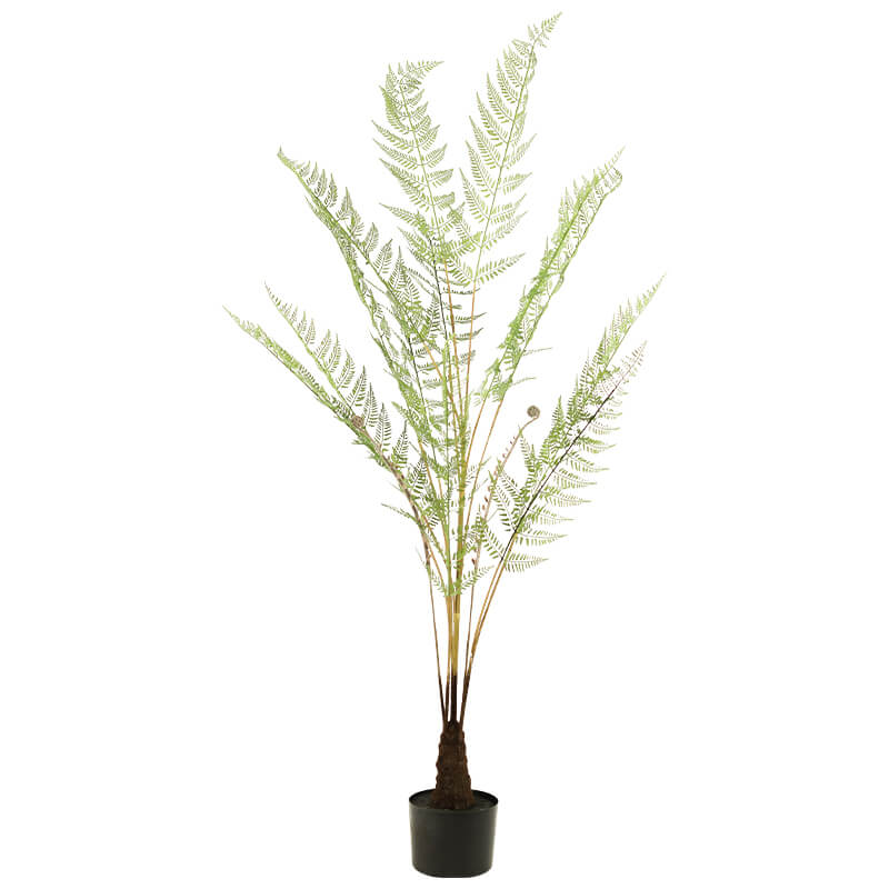 Fern In Pot 150Cm                