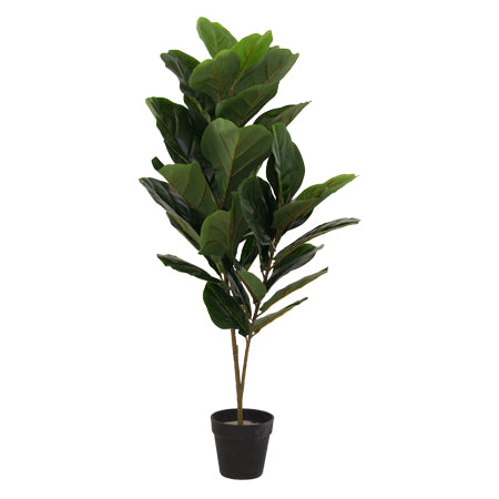 Fiddle Leaf Fig Tree 90 Cm       