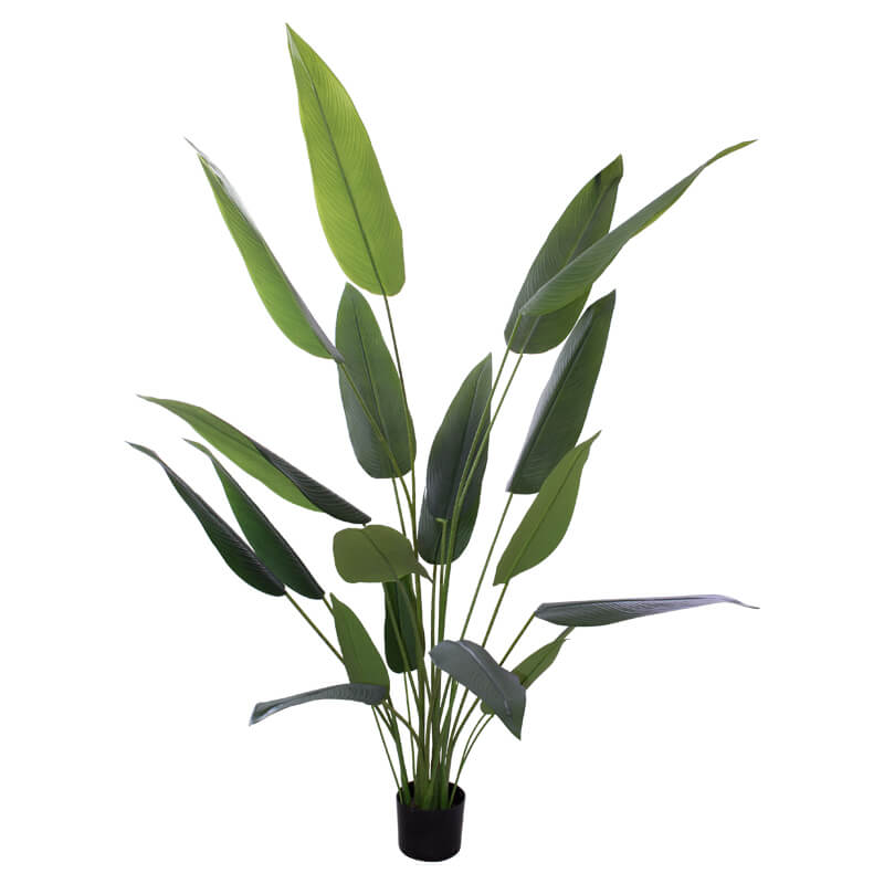 Banana Leaf Plant In Pot 1.5M    
