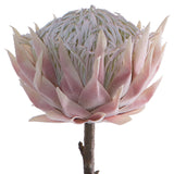 Cream/Pink Protea 67Cm           