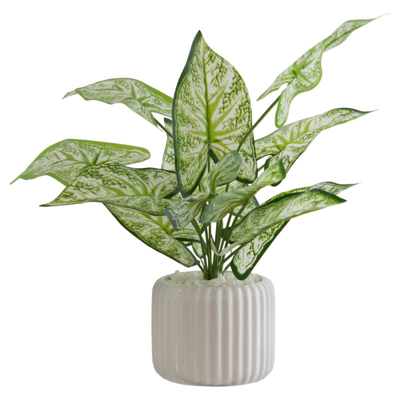 Arrowhead In Pot 41X35Cm         