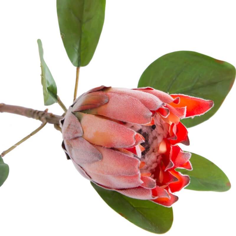 Dark Peach Protea 57Cm           