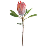 Dark Peach Protea 57Cm            - Image 2