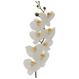 White Orchid 88Cm                