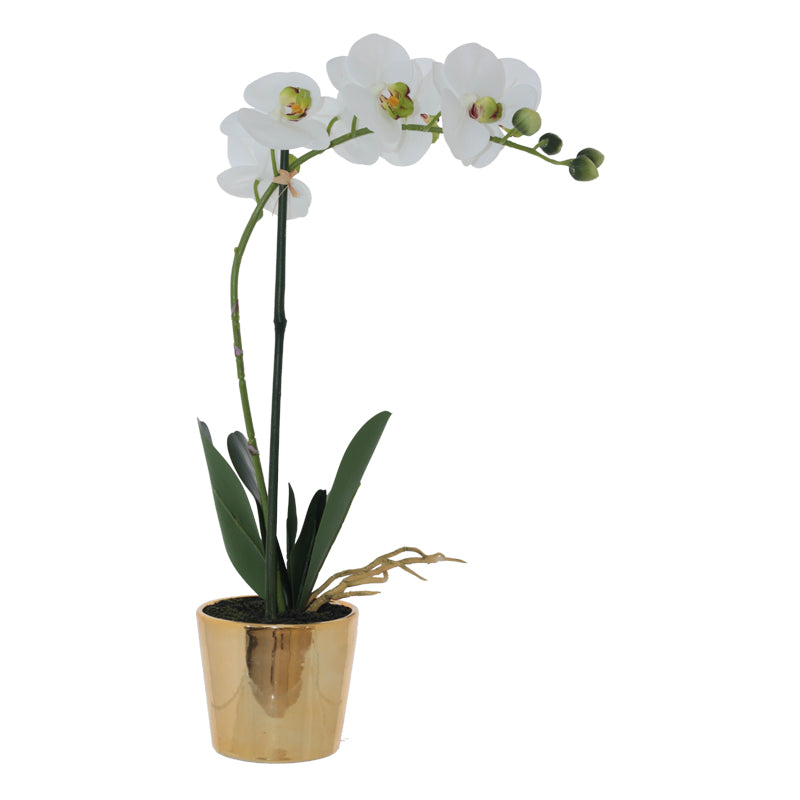 White Orchid In Gold Pot 51Cm    