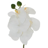 White Orchid 44Cm                