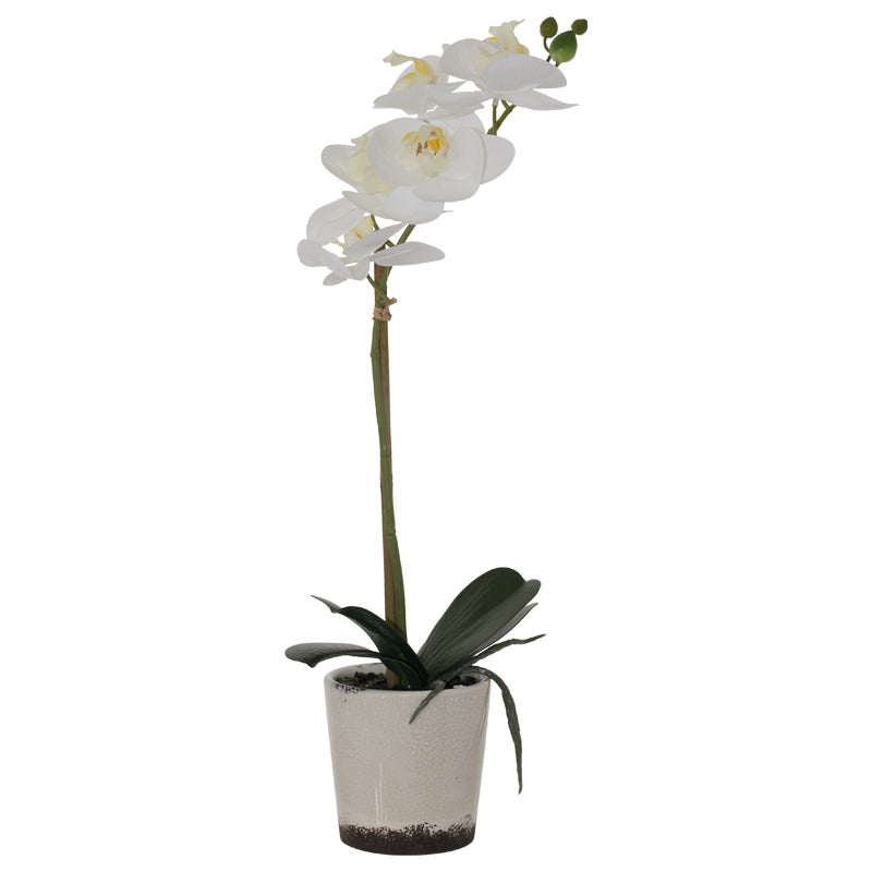 White Real Touch Orchid 43Cm     