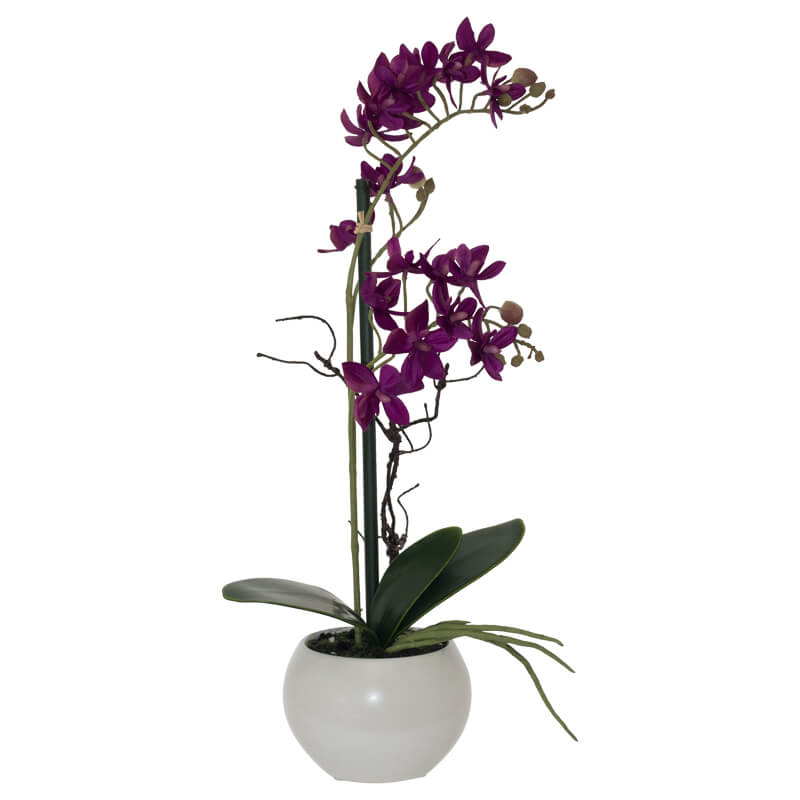 Burgundy Orchid 36Cm             