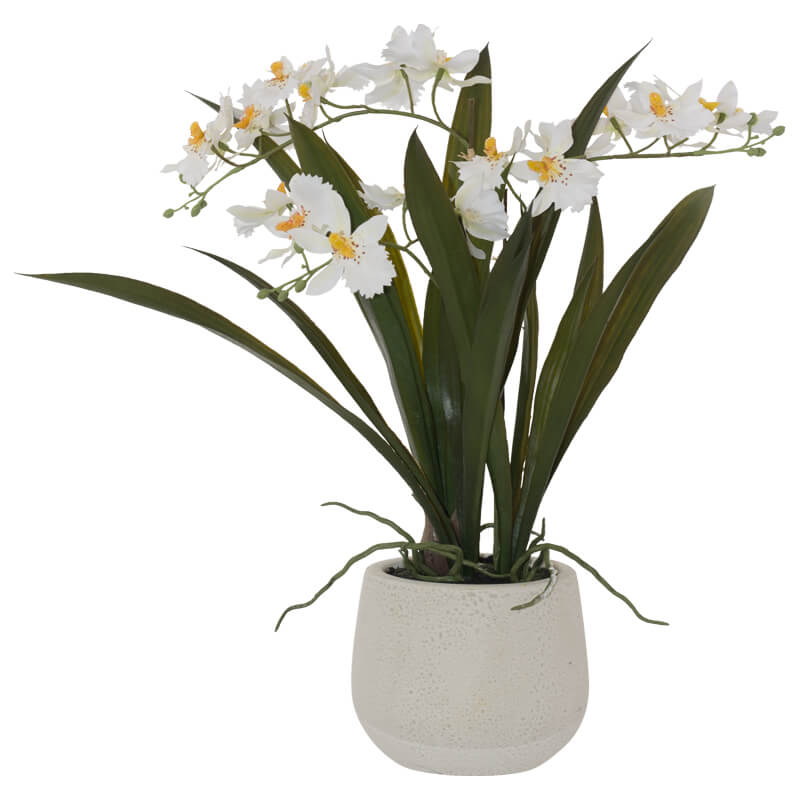 White Oncidium Orchid In Pot 46Cm