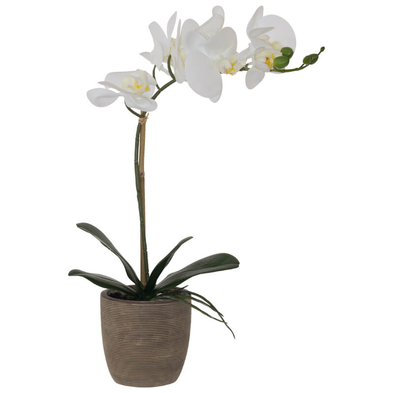 White Real Touch Orchid 51Cm     