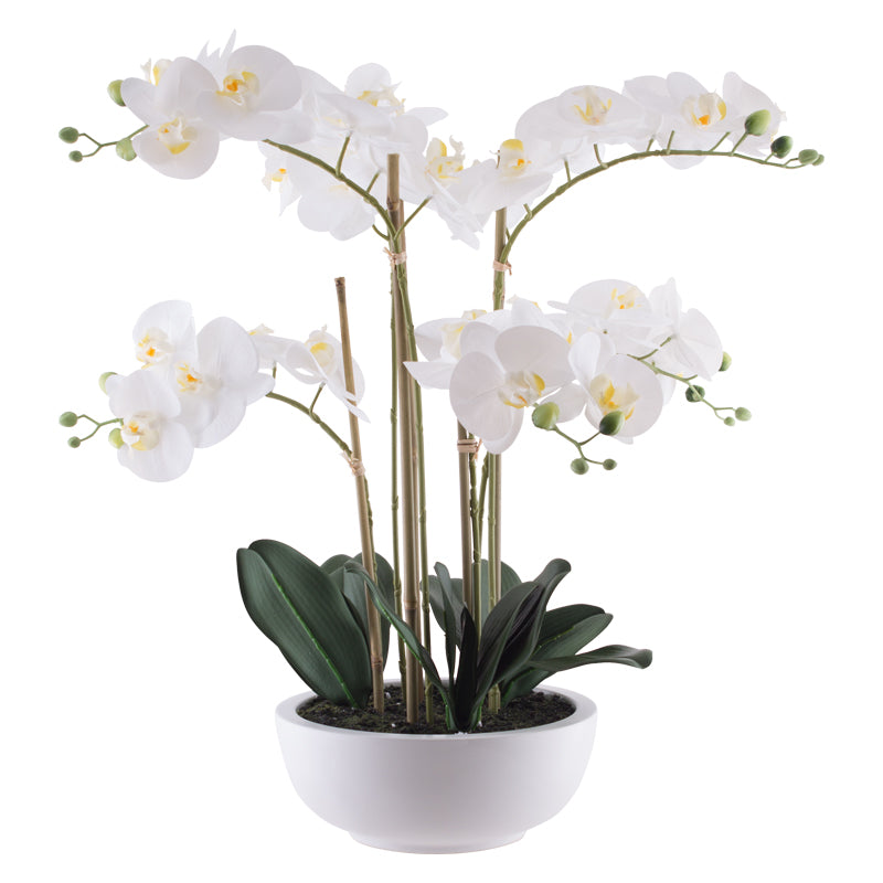 White Orchid In Pot 64Cm         