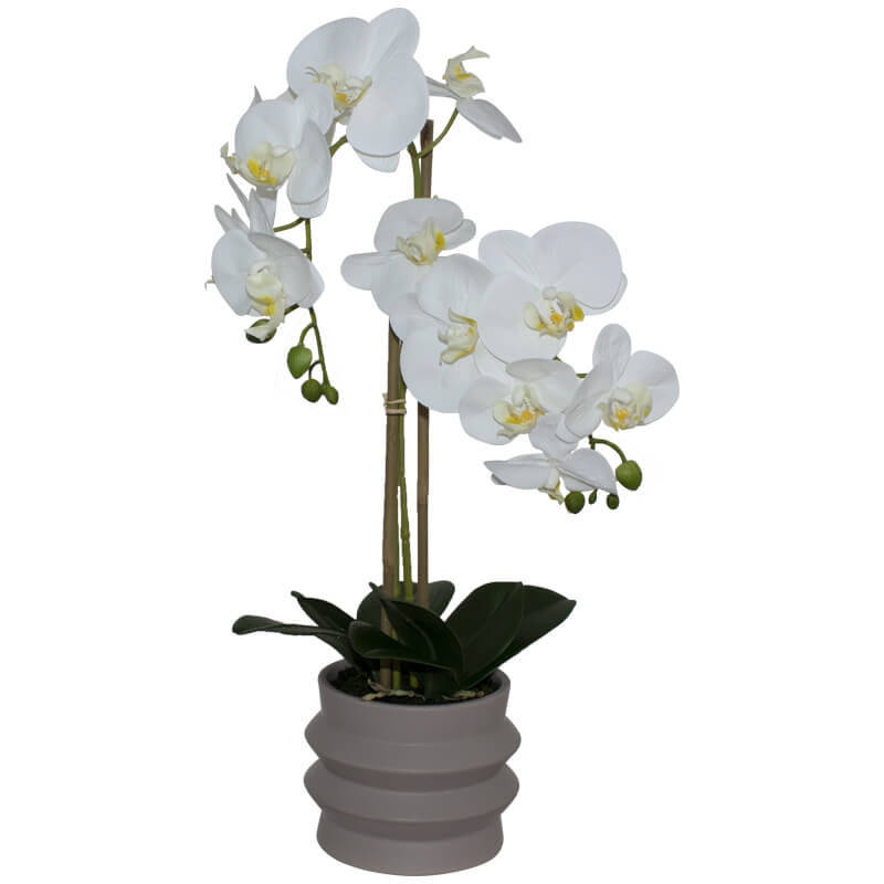 White Real Orchid Ripple Pot 58Cm