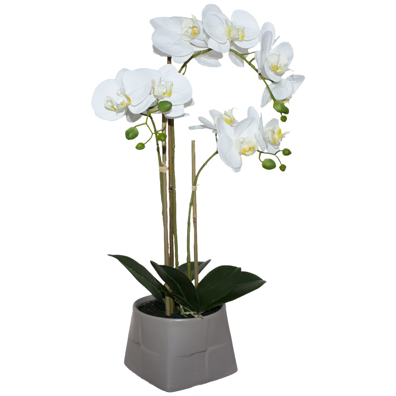 White Orchid In Beige Pot 56Cm   