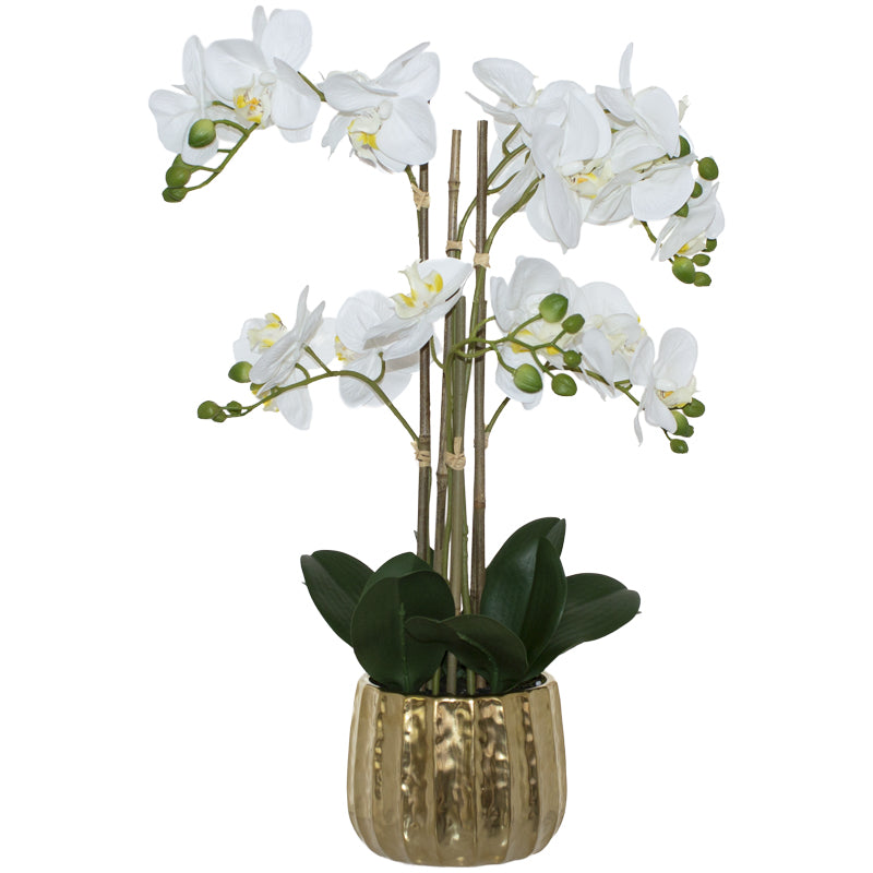 White Orchid In Gold Pot 58Cm    