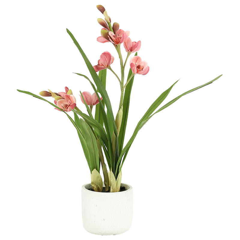 Pink Cymbidium In Pot 55Cm       
