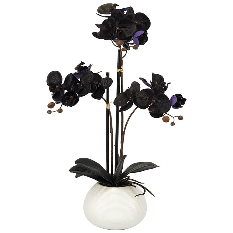 Purple Black Orchid In Pot 56Cm  