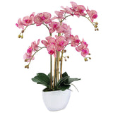 Fuchsia Orchid In White Pot 66Cm  - Image 2